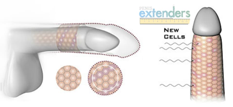 cell division for penis growth