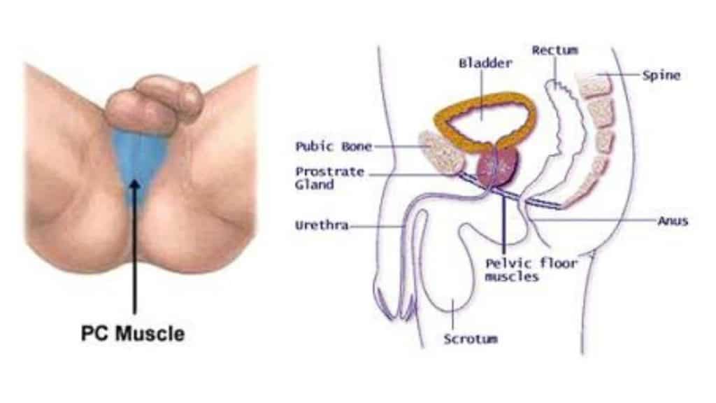 pc muscle in men