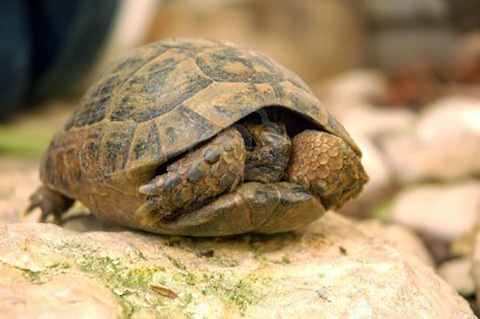 Turtling vs Aging