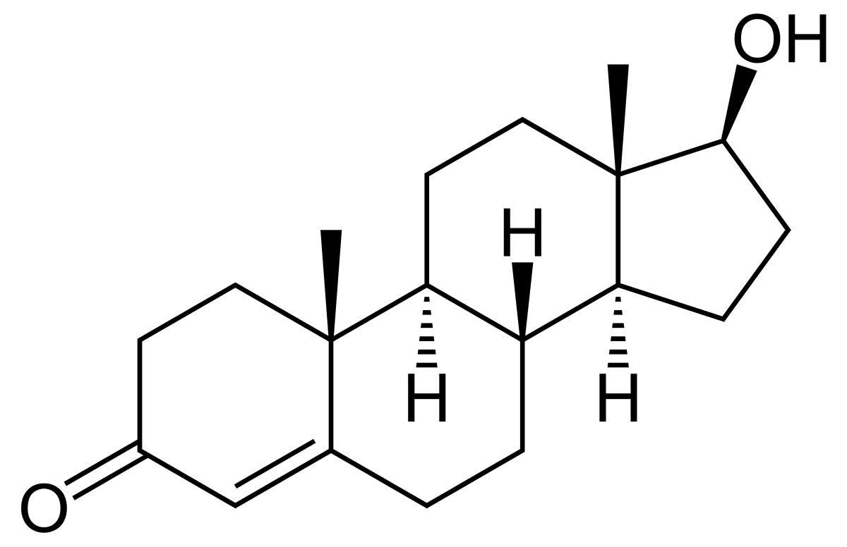 the role of testosterone and penile size